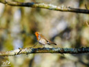 Robin - Rudzik